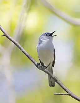 Cute Bird Prints: Male Blue-gray Gnatcatcher in a forest in spring