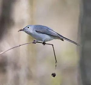 Cute Bird Prints: Male Blue-gray Gnatcatcher in a forest in spring