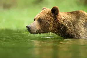 Taiga Prints: Male brown bear standing in water watching for salmon