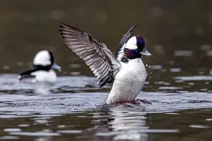 Wings Spread Prints: Male Bufflehead (Bucephala albeola) at Esquimalt Lagoon - Colwood