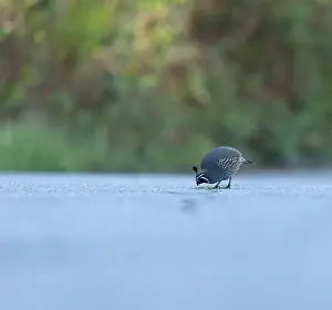 Blank Space Prints: Male California Quail isolated on a road with green background from a low angle in Victoria