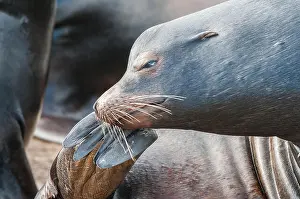 Flipper Prints: A male California Sea Lion (Zalophus californianus) scratches an itch with his hind flipper
