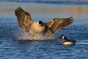 Courtship Prints: Male Canada Goose (Branta canadensis)