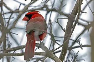 Southwestern Prints: A male Cardinal found in Southwestern Ontario, Canada