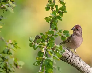 Finch Prints: Male Cassin's finch, fall, Capulin Springs trail, Cibola National Forest, New Mexico