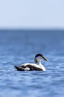 Breeding Plumage Prints: A male common eider in Finlad