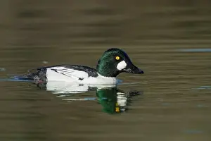 Drake Prints: male Common Goldeneye (Bucephala clangula), Sacramento County California USA
