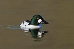 Drake Prints: male Common Goldeneye (Bucephala clangula), Sacramento County California USA