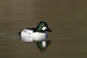 Drake Prints: male Common Goldeneye (Bucephala clangula), Sacramento County California USA