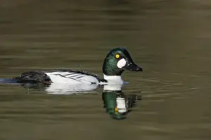 Drake Prints: male Common Goldeneye (Bucephala clangula), Sacramento County California USA