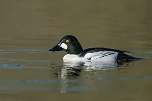 Drake Prints: male Common Goldeneye (Bucephala clangula), Sacramento County California USA