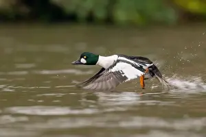 Drake Prints: male Common Goldeneye (Bucephala clangula), Sacramento County California USA
