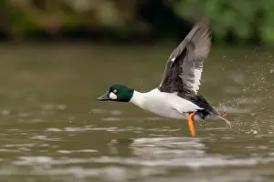 Drake Prints: male Common Goldeneye (Bucephala clangula), Sacramento County California USA