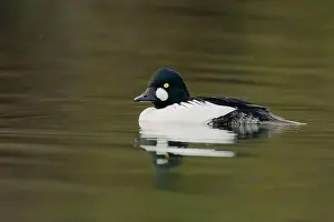 Drake Prints: male Common Goldeneye (Bucephala clangula), Sacramento County California USA