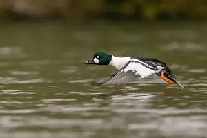 Drake Prints: male Common Goldeneye (Bucephala clangula), Sacramento County California USA