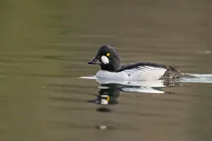 Drake Prints: male Common Goldeneye (Bucephala clangula) floating on calm water