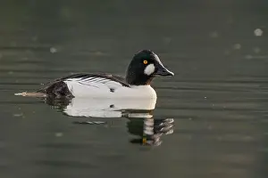 Drake Prints: male Common Goldeneye (Bucephala clangula) floating on calm water