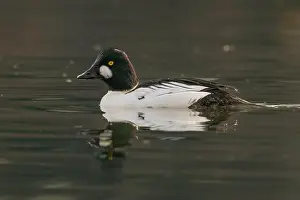 Drake Prints: male Common Goldeneye (Bucephala clangula) floating on calm water