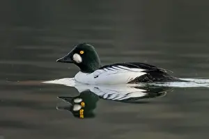Drake Prints: male Common Goldeneye (Bucephala clangula) floating on calm water