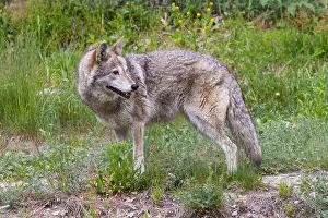Brown Field Prints: Male coyote (Canis latrans) in summer