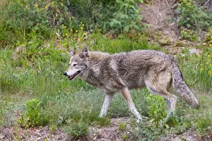 Brown Field Prints: Male coyote (Canis latrans) in summer