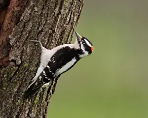 Douglas Herr Prints: małe Downy Woodpecker (Dryobates pubescens) Sacramento County California USA