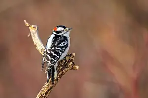 Insect Eater Prints: A male downy woodpecker perched on a branch