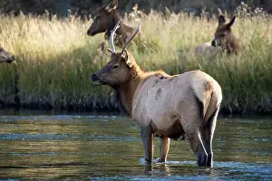 Elks Prints: a male Elk (Cervus canadensis) standing in a river, with a herd of females