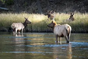 Elks Prints: a male Elk (Cervus canadensis) standing in a river, with a herd of females