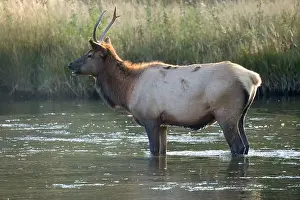 Elks Prints: a male Elk (Cervus canadensis) standing in a river, with a herd of females