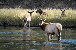a male Elk (Cervus canadensis) standing in a river, with a herd of females