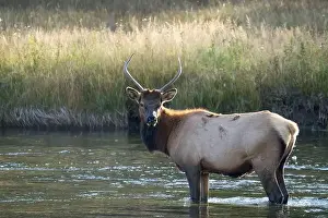 Antler Prints: a male Elk (Cervus canadensis) standing in a river