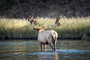 Antler Prints: a male Elk (Cervus canadensis) standing in a river, with a herd of females