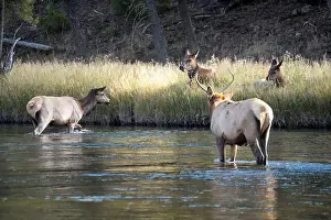 Antler Prints: a male Elk (Cervus canadensis) standing in a river, with a herd of females