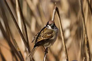 Reeds Prints: A male Eurasian Tree Sparrow (Passer montanus) on reeds in Ueno Park, Tokyo, Japan
