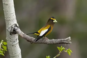 Fringillidae Prints: male Evening Grosbeak (Coccothraustes vespertinus), Sierra County California