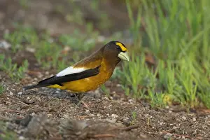 Fringillidae Prints: male Evening Grosbeak (Coccothraustes vespertinus), Sierra County California