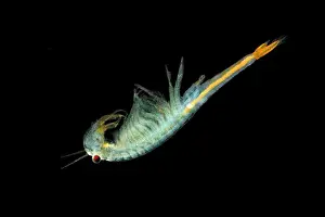 Red Sea Prints: The male Fairy Shrimp (Branchipus schaefferi) captured close up with black background