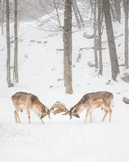 Stag Prints: Two male fallow deer locking antlers rutting on a winter day