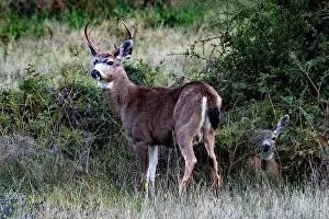 Two Animals Prints: Male and female deer in a rural scene