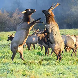 Hoof Prints: Male and female elk raised up on hind legs challenge face to face in morning meadow