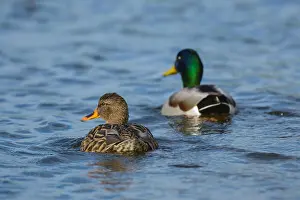 Ducks Prints: A male and female mallard ducks swim together while looking back