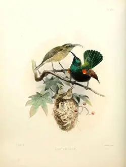 Survey Prints: Male and Female Palestine sunbirds (Cinnyris osea [Here as Cynniris oseae])