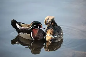 Colorful Bird Prints: Male and female wood ducks in a lake in British Columbia, Canada