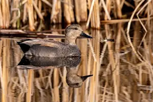 Chuck Haney Prints: Male Gadwall at Ninepipe National Wildlife Refuge in the Mission Valley, Montana, USA