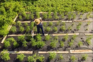 Agronomy Prints: A male gardener is watering the plants with watering can