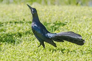 Yellow Eye Prints: A male Great-tailed Grackle displays on grass on South Padre Island, Texas, USA