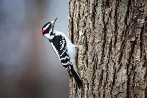 Woodpecker Prints: Male Hairy Woodpecker on tree trunk
