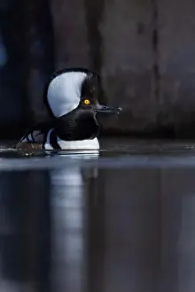 Anas Prints: Male hooded merganser (Lophodytes cucullatus) in winter