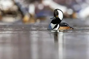 Anas Prints: Male hooded merganser (Lophodytes cucullatus) in winter